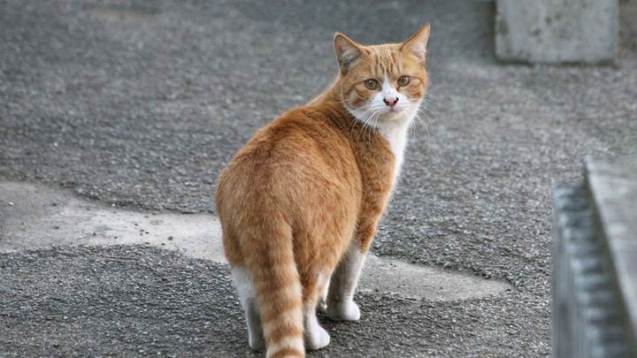 Brown Cat Looking Back